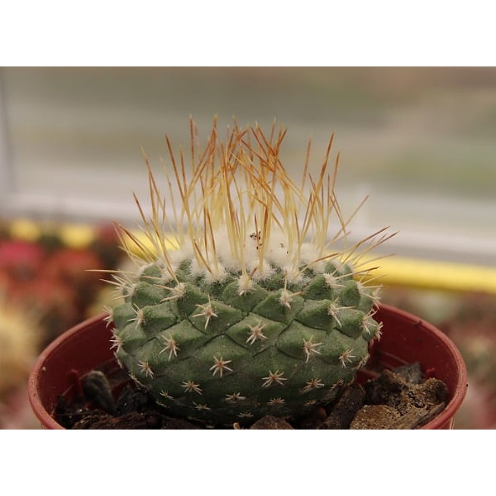 M6316 Strombocactus seidelii (25 เมล็ด) เมล็ดพันธุ์ กระบองเพชร แคคตัส สตอมโบแคคตัส เพาะเมล็ด แคคตัส ไม้อวบน้ำ Cactus