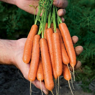 เบบี้แครอท📌ถูกที่สุด10 บ.📌 เมล็ดพันธุ์ Baby Carrot 50 เมล็ด🥕ปลูกง่าย50 เมล็ด (ไม่ใช่พืชที่มีชีวิต)