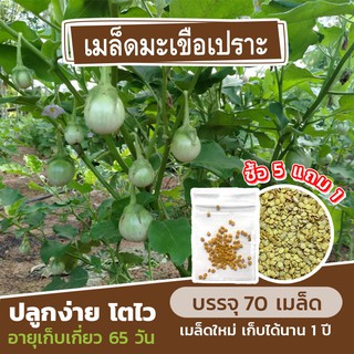 เมล็ดพันธุ์มะเขือเปราะ แบ่งขาย 70 เมล็ด (ซื้อ 5 แถม 1)