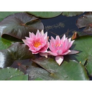 10 เมล็ด เมล็ดบัว สีชมพู นำเข้า บัวนอก สายพันธุ์เมล็ดบัว Waterlily Nymphaea Seeds