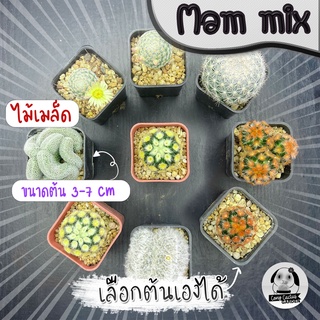 ต้นแมมมิราเลีย คัดพิเศษ(เลือกต้นได้)  ( ต้นกระบองเพชร Mammilaria) ไม้เมล็ด Set R🌵ต้นแคคตัส❤️