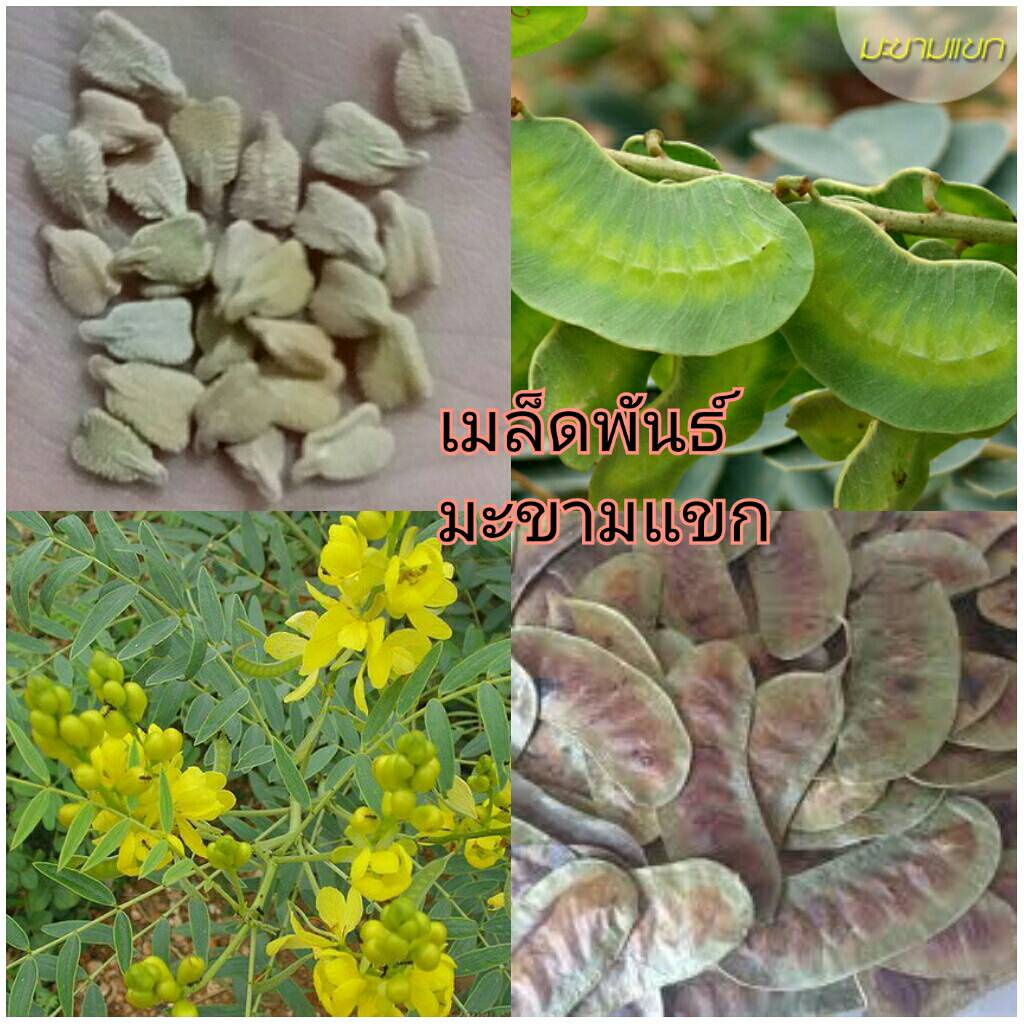 เมล็ดพันธุ์มะขามแขกซอง40เมล็ด55บาท