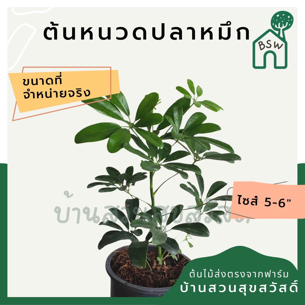 หนวดปลาหมึก ในกระถาง 5-6 นิ้ว