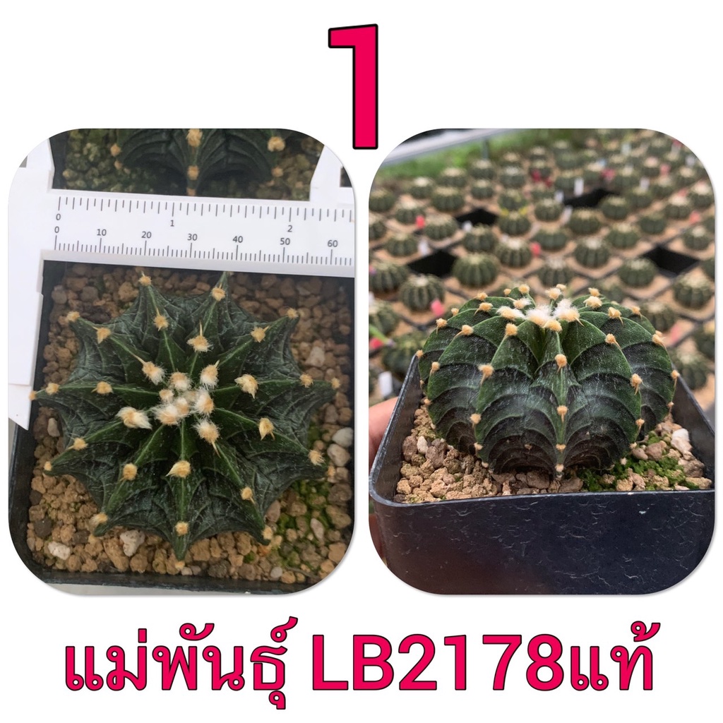 แม่พันธุ์ LB2178 แท้ Gymnocalycium mihanovichii LB2178 Agua Dulce cactus แคคตัส กระบองเพชร แอลบี2178
