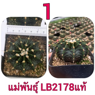 แม่พันธุ์ LB2178 แท้ Gymnocalycium mihanovichii LB2178 Agua Dulce cactus แคคตัส กระบองเพชร แอลบี2178 แท้