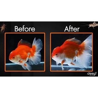 DEEP INSECT INSIDE 100,350,500 กรัม อาหารปลาทอง สูตรเร่งโต&เร่งสี โปรตีนคุณภาพจากจิ้งหรีด