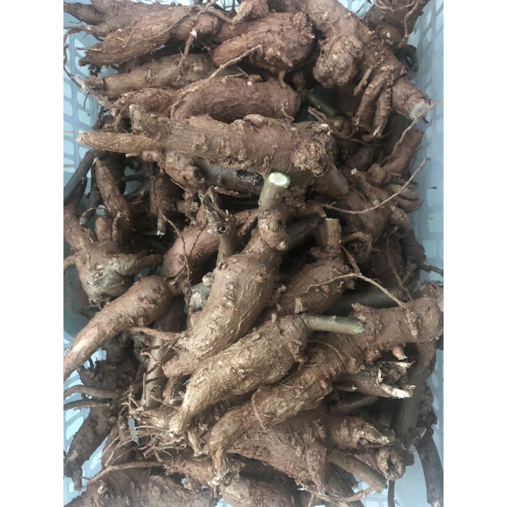 เหง้าโสมไทย500กรัม(โสมคน:ภาคกลาง)(ว่านผักปัง:เชียงใหม่)(โทวหนิ่งเซียม:จีน)(ถู่เหยินเซิน:จีนกลาง) ราคา ถูกที่สุด ดีลบีเคเค แกลเลอรีภาพที่ 5