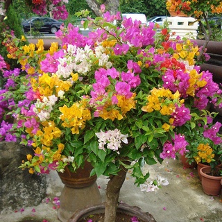 100Pcs Flower Seeds Mixed Multi-Color Bougainvillea Bonsai Home Garden ต้นไม้มงคล ต้นไม้ประดับ พันธุ์ดอกไม้