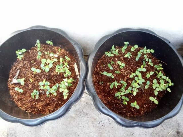 เมล็ดเสาวรสหวานโคลัมเบีย granadella เนื้อข้างในสีขาวรสชาติหวานหอมมากคล้ายลิ้นจี่ผสมน้ำผึ้งไม่ติดเปรี้ยว - รูปที่ 3