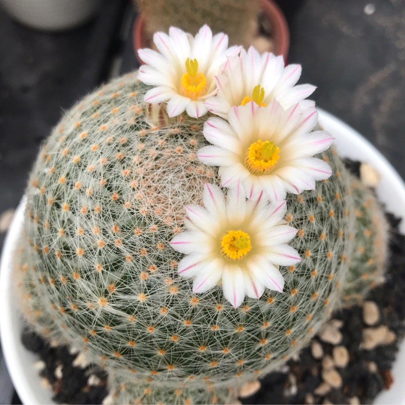 แมมเลนต้า mammillaria lenta ไม้เพาะเมล็ด ราคาตามขนาด รับรองหนามสวยค่ะ