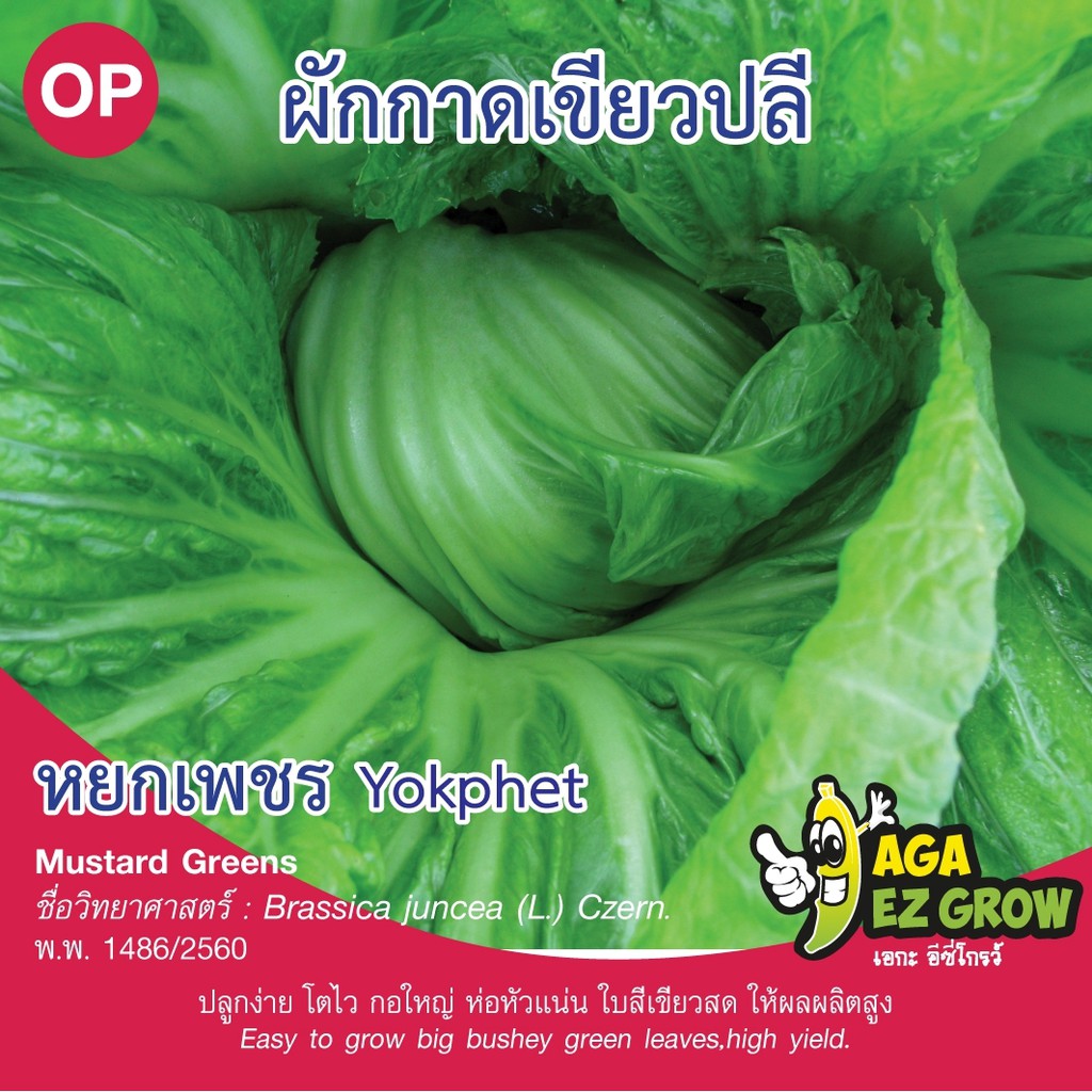 เมล็ดพันธุ์ ผักกาดเขียวปลี หยกเพชร บรรจุ 10 กรัม [โปรโมชั่น ซื้อ10ซอง แถมฟรี 1ซอง]