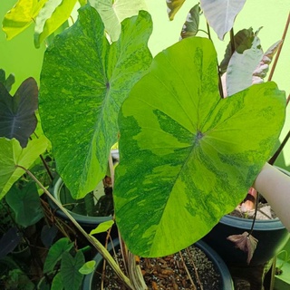 โคโลคาเซีย เลมอนไลม์ รีเวิร์ส /Colocasia lemon lime gecko reverse🍋