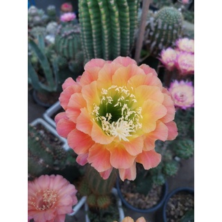 กระบองเพชร cactus ไม้กราฟ Trichocereus hybrid apricot glow 🙂🌵  ไม้นำเข้า ออกดอกในไทยแล้ว  ขนาด 4 ซม.ขึ้นไป