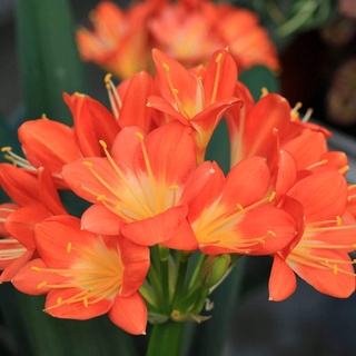 [ดอกไม้] Clivia โดยกลุ่ม LS