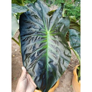 บอนดำนอกนำเข้า​ colocasia​ aloha​