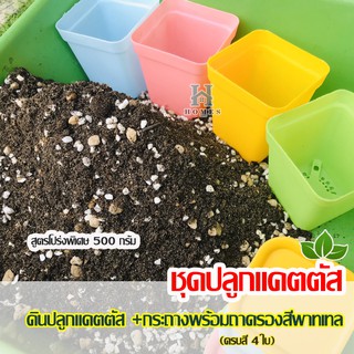 ชุดปลูกแคคตัสพร้อมกระถาง 2.7 นิ้ว (4 ใบ+ถาดรอง) ดินปลูกแคคตัส  และไม้อวบน้ำ สูตรโปร่งพิเศษ ปุ๋ยกันรา แมลงครบ