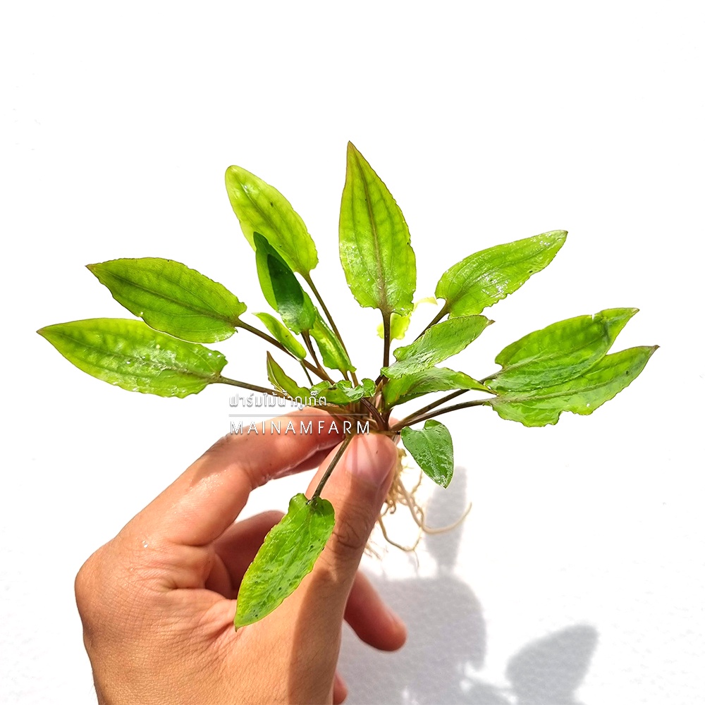 คริปเขียว - CRYPTOCORYNE WENDTII ‘GREEN’ ต้นไม้น้ำ