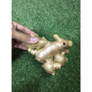 [รวมส่งถูก]ขิงแก่สด 🤎- แม่ขิง ทำน้ำขิง ผัดขิง ผักผลไม้