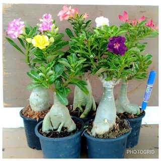 12 เมล็ด เมล็ดพันธุ์ ชวนชม สายพันธุ์ฮอลแลนด์ คละสี Adenium Seeds