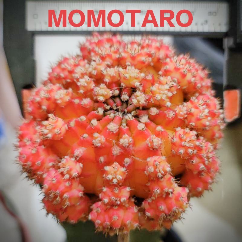 แคคตัสMomotaro แท้ ประเภทสินค้า หน่อเด็ดสดหัวสีล้วน ไม่ด่าง ใช้สำหรับกราฟ สำหรับนักสะสมแคคตัส ราคาพิเศษถึง30มิย.65