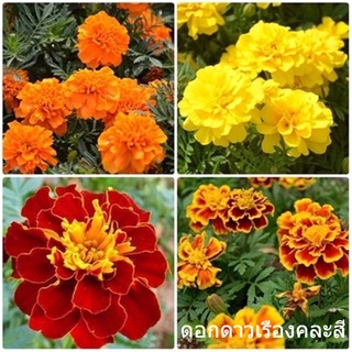 แคปซูล ดอกดาวเรืองคละสี Marigold Plant Flower Seeds เครื่องดักยุง เมล็ดพันธุ์ เมล็ด（นี่มันเมล็ดพืช ไม่ใช่พืช!）