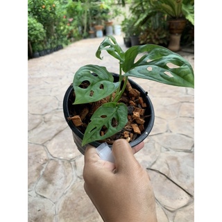 พลูฉลุ Monstera Obliqua ส่งพร้อมกระถาง 5.5 นิ้ว