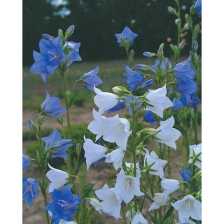 เมล็ดพันธุ์ Campanula persicifolia peach bellflower 200 เมล็ด เมล็ดพันธุ์นำเข้าจาก อังกฤษ