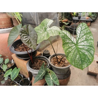 บอนสี​อิเหนา​ Caladium​ ส่งต้นตามภาพ