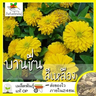 เมล็ดพันธุ์ ชุดดอกบานชื่น ปลูกง่าย ทนร้อน โตไว พร้อมส่ง บานชื่นคละสี/สีขาว/พรมเปอร์เซียร์/สีเหลือง/สีม่วง/ลิลลิพุท/สีส้ม