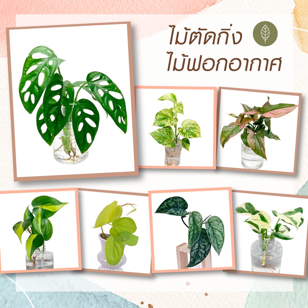 ต้นไม้เลี้ยงน้ำ(จำนวน 1 ต้น) ช่วยฟอกอากาศ สามารถเลี้ยงกับน้ำได้💧 พลูด่าง ไม้น้ำ