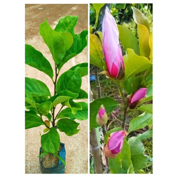 ต้นจำปีซูซานหรือต้นจำปีสีชมพู ดอกใหญ่ ดอกสีชมพู กลิ่นหอมๆ สูง50-70ซ.ม แบบติดตา