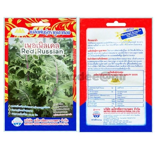 เมล็ดเพอเพิลเคล 100 เมล็ด