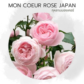 R2 Mon Coeur Rose กุหลาบมองเคอ ญี่ปุ่น กึ่งเลื้อย มองเคอ กุหลาบทรงถ้วย หอมแรงมากกก กุหลาบเลี้ยงง่าย โรคน้อย ดอกดกตลอดปี