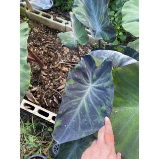 colocasia midnight บอนชื่อ มิดไนท์ ไม้ดำด่างเขียว ไม้สะสม ไม้แรไอเท่ม