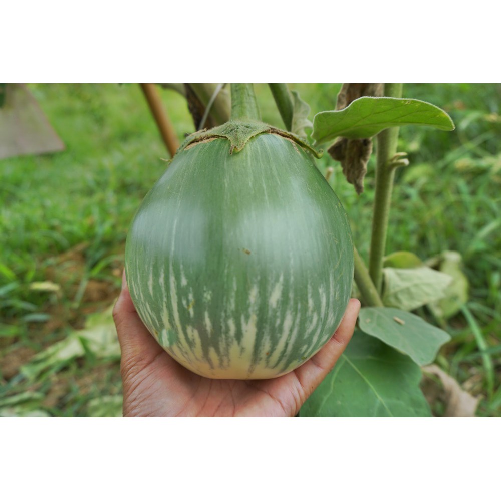 เมล็ดพันธุ์มะเขือยักษ์หวาน ลูกโตเหมือนมะพร้าว นำเมล็ดไปปลูกต่อได้ 30 เมล็ด ซองละ 29 บาท