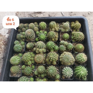 กระบองเพชร cactus Lobivia โลบิเวีย ไม้รากกระถางขนาด  2 นิ้ว  3 กระถาง 100 บาท ไม้ลุ้นสี้   ซื้อ 6 กระถางแถม 2 กระถาง