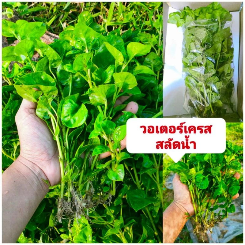 ผักวอเตอร์เครส,ผักสลัดน้ำ พันธุ์ใบใหญ่ เเตกกอดี ชุด 20 กิ่ง 35 บาท ปลูกง่ายขยายกอไว