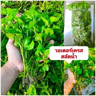 ผักวอเตอร์เครส,ผักสลัดน้ำ พันธุ์ใบใหญ่ เเตกกอดี ชุด 20 กิ่ง 35 บาท ปลูกง่ายขยายกอไว