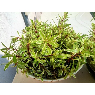 โปร !! 1 ชุดได้ 4 กิ่ง ลัดวิเจียไวท์ด่าง ( ludwigia sp. White) ไม้น้ำสีขาวตัวหายาก (ใบบก)