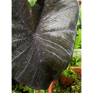 alocasia black coral