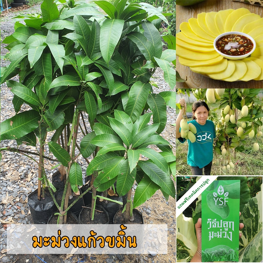 ต้นมะม่วงแก้วขมิ้น ขนาด 65-100 ซม. เป็นมะม่วงที่ติดผลง่าย ติดผลดกตลอดทั้งปี กรอบมัน หวานอร่อย