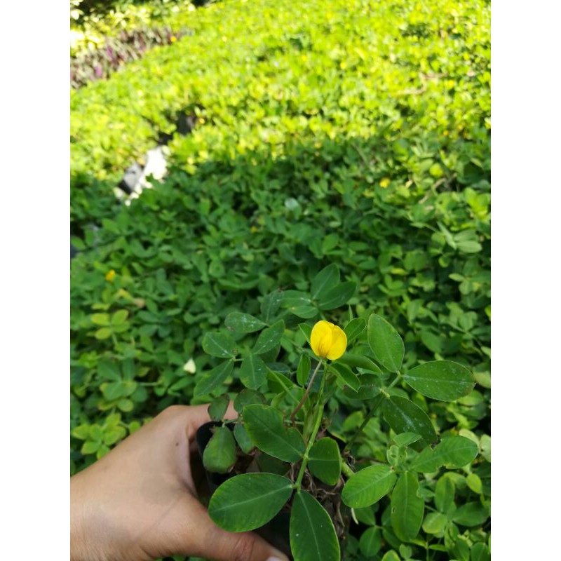 ถั่วบราซิล ชุดละ 20 ถุง ดอกสีเหลือง พืชประดับ ปลูกคลุมดิน