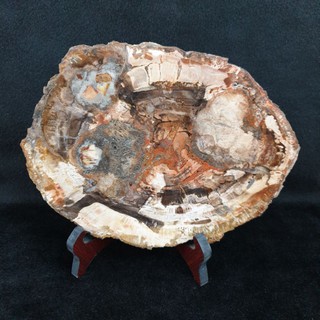 ไม้กลายเป็นหิน(Petrified Wood)Petrified