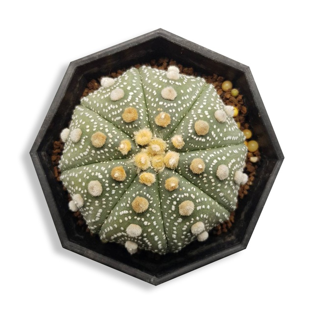 🌵[castus_th] กระบองเพชร แคคตัส Astrophytum Asterias super  Kabuto ขนาดไซส์   6.9  mm