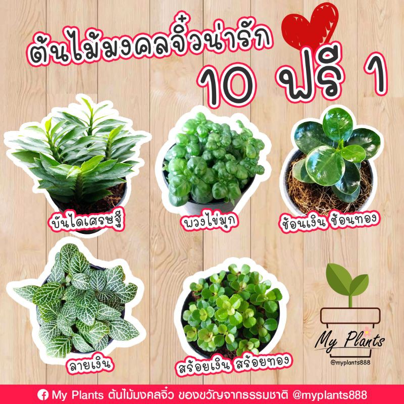 ต้นไม้มงคล จิ๋วน่ารัก 10 ฟรี 1