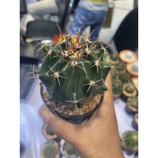 เฟอโรเล็บเหยี่ยว (Ferocactus peninsulae) กระบองเพชร แคคตัส