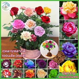 ปลูกง่าย อัตราการงอกสูง ของแท้ 100% เมล็ดพันธุ์ กุหลาบหลากสี 100เมล็ด (Rainbow Rose Flower Seeds for planting) บอนสี