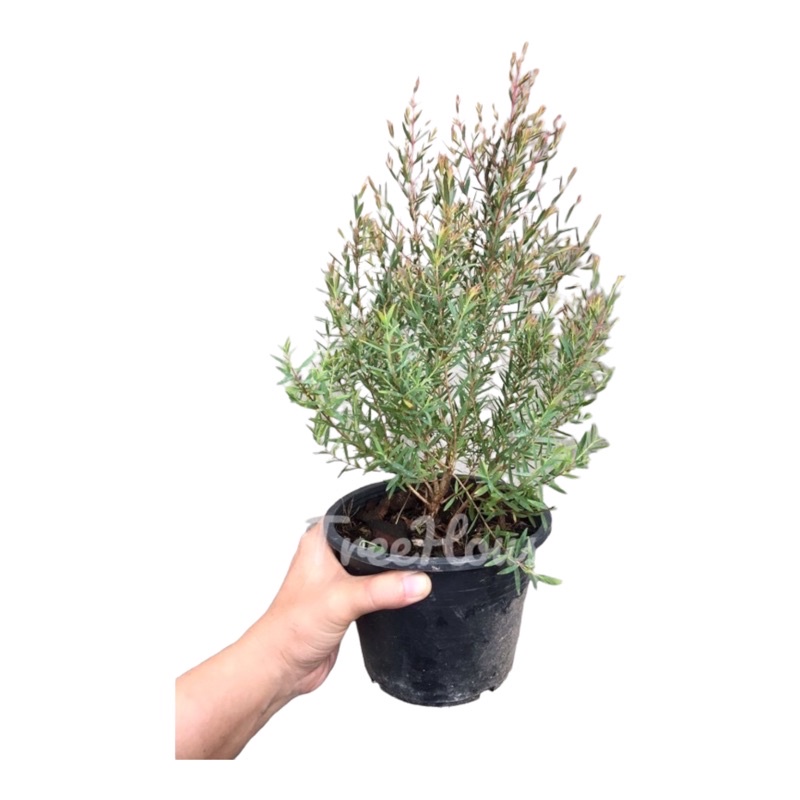 สนหอมไล่ยุง กระถาง 6 นิ้ว / Melaleuca linariifolia Claret Tops Pot 6