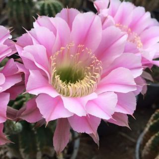 กระบองเพชร แคคตัส (Cactus) 🌵 อิชิอ๊อป (Echinopsis) Pink flower