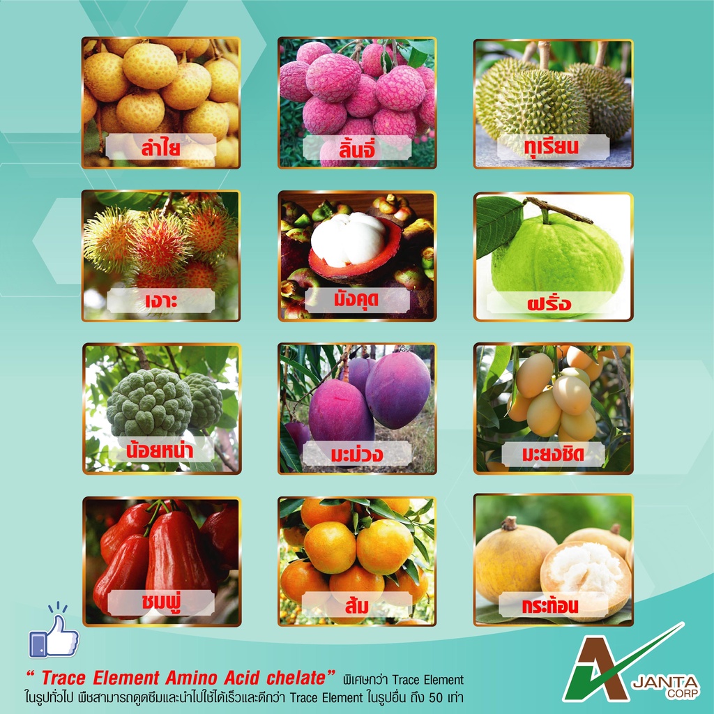 อินเด็กซ์ น้ำตาลทางด่วน เอเจนต้า คอร์ป สะสมอาหาร ฟื้นต้นโทรม พืชใช้ได้ทันที - รูปที่ 4